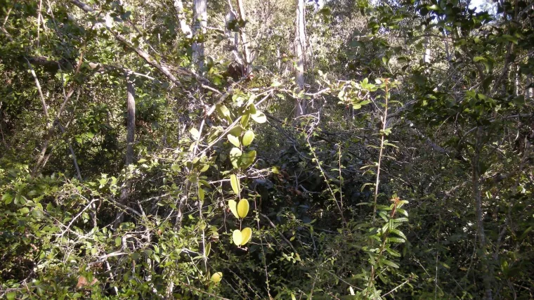 Sudionik "Survivora" umro od infarkta