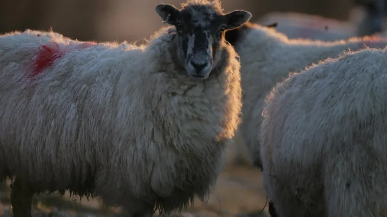 Psi izgrizli 11 ovaca