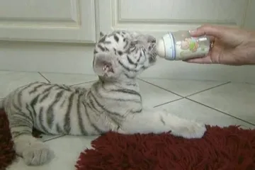 Bengalski tigrić novi miljenik njemačkog ZOO-a