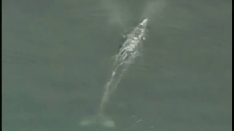 Kit "zapeo" u marini