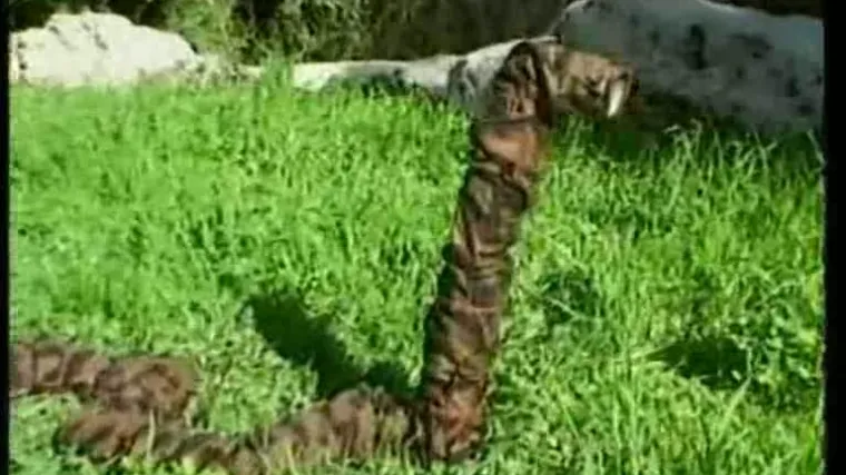 Izraelsku vojsku opremaju zmijama-robotima