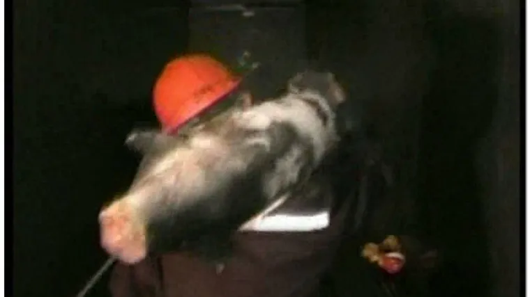 &Scaron;vercali tonu kokaina u morskim psima