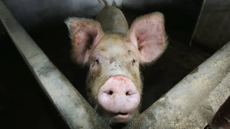 Svinjska gripa pre&scaron;la na svinje