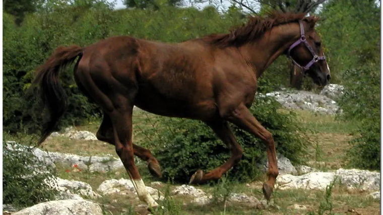 Prignječio ga 600 kg težak konj