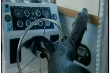 Morska lavica za kormilom broda