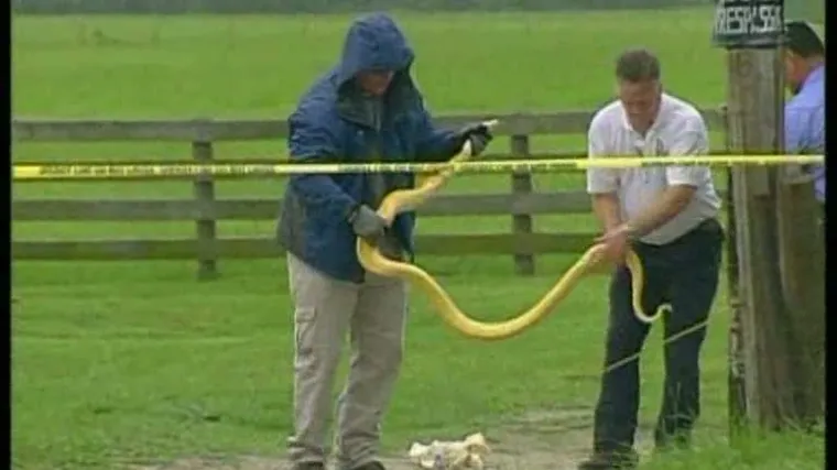 Piton zadavio djevojčicu