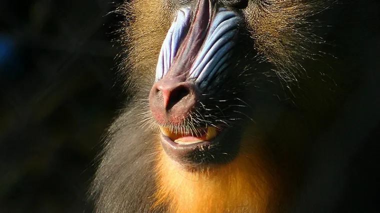 Majmunu 'Obami' dali novo ime