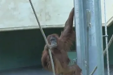 Orangutan pobjegao iz kaveza