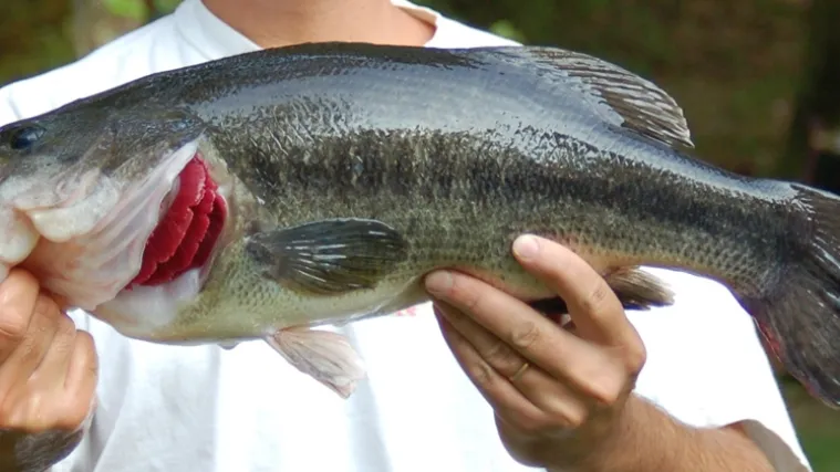 Ubili krvoločnog grgeča, plivači odahnuli
