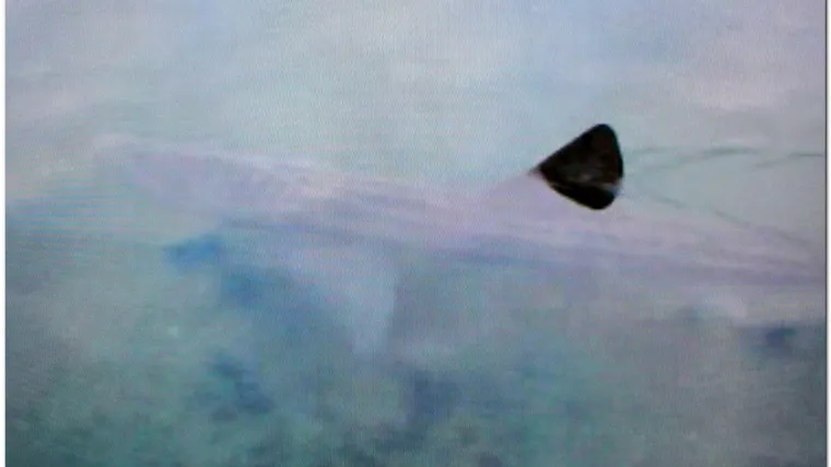 Kod Brača vidio morskog psa od 5 metara