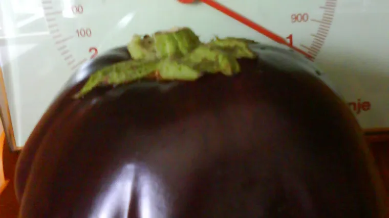 Patlidžan kapitalac u vrtu kod Popovače