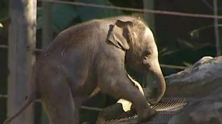 Zaplijenili 300 kg slonovih kljova
