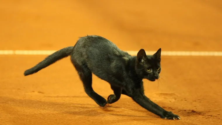 ATP Umag: Crna mačka prekinula meč