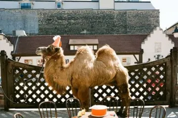 RECENZIJE: Wilco, Noisettes, Vaselines