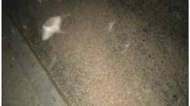 Kukci zbog parenja okupirali gradić