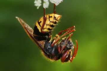 Umro nakon što su ga izboli stršljenovi