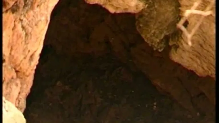 Pseće leglo u dubokoj jami