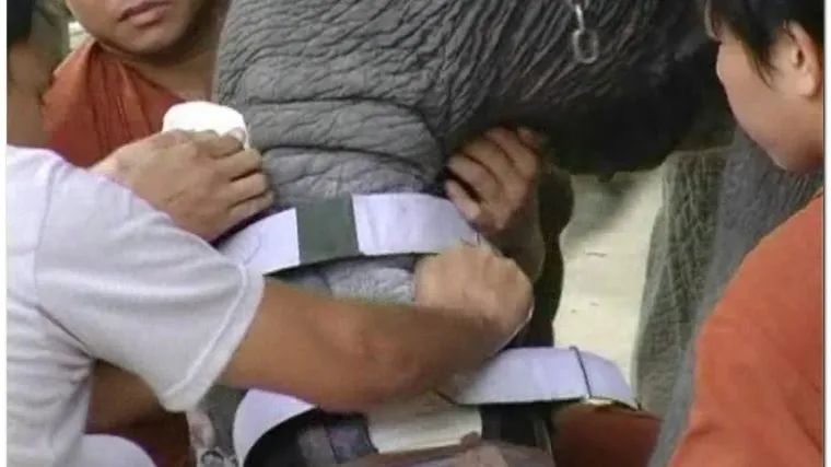 Slonica dobila umjetnu nogu