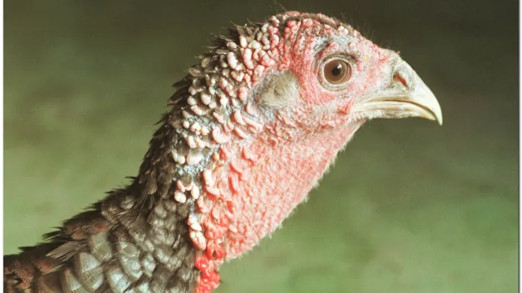 U Čileu pure zaražene svinjskom gripom