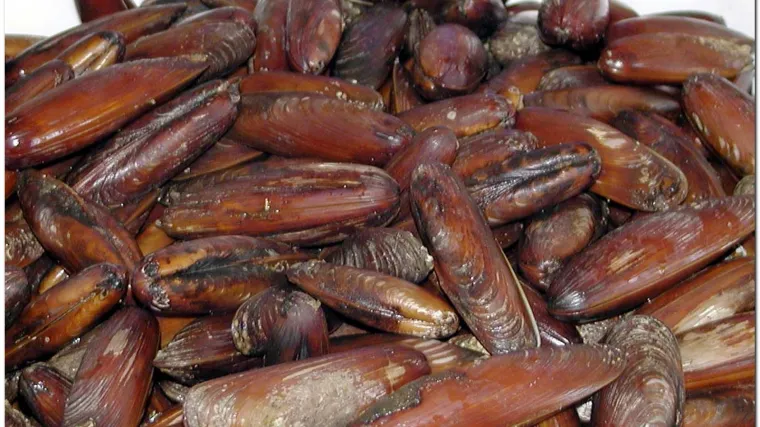 Uhvaćen s 20 kilograma prstaca