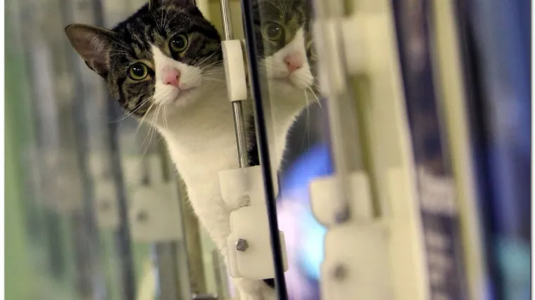 Florida: U kući držali vi&scaron;e od 400 životinja