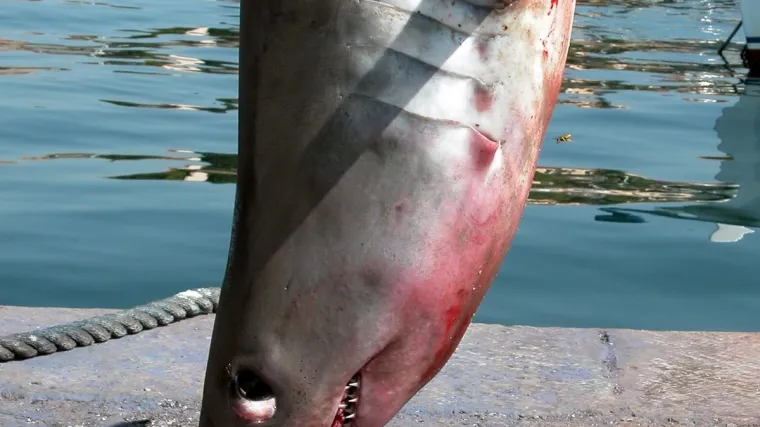 U mrežu mu se uhvatile ralje!