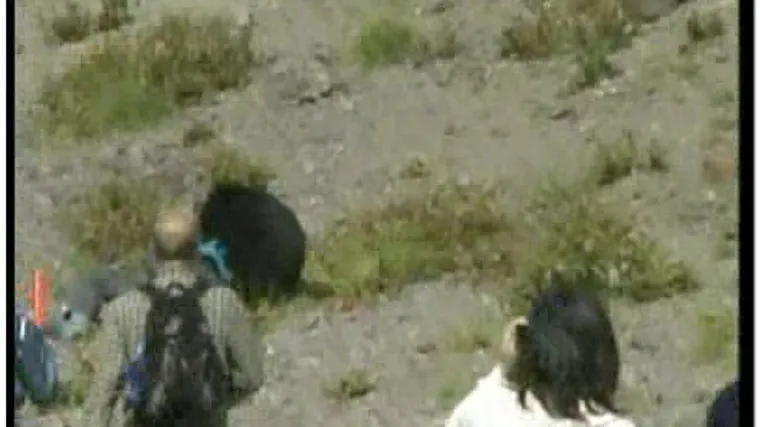 Medvjed sat vremena terorizirao turiste