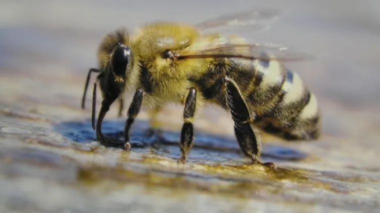 Slovenci: Hrvati su nam ukrali pčelu!