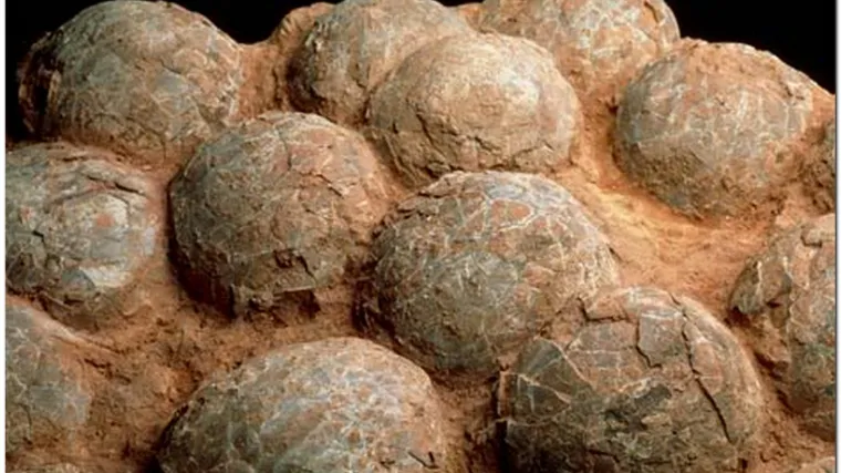 Pronađena gnijezda s dinosaurovim jajima