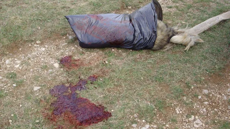 Lika: Psi nasmrt izgrizli staricu