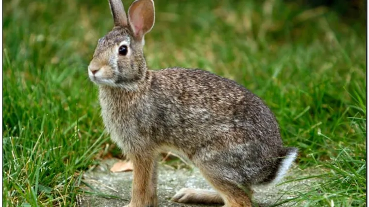 Stockholm se grije na mrtve zečeve