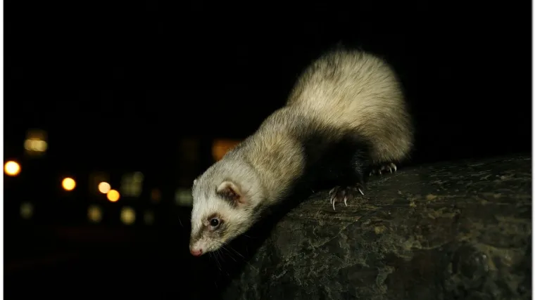 Tri tisuće lasica pobjeglo s farme