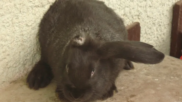 Kod Horvatovih živi jednouhi zec