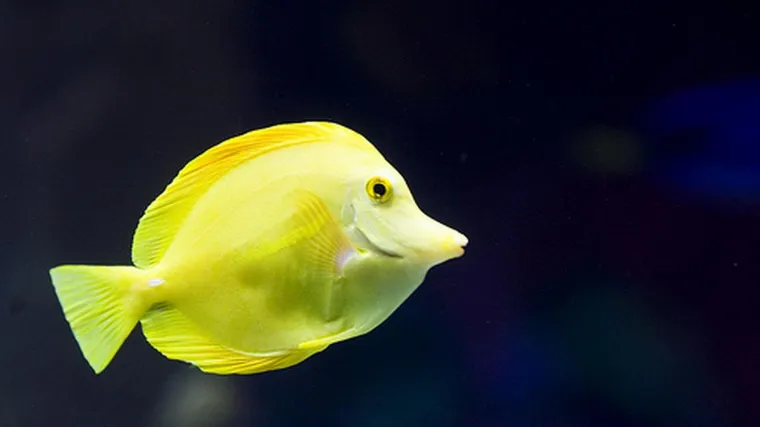 Vrijeme je za "Big Game Fishing"