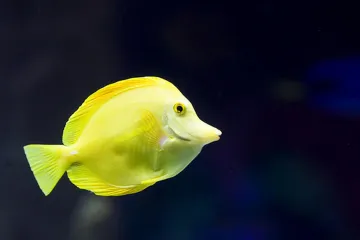 Vrijeme je za "Big Game Fishing"