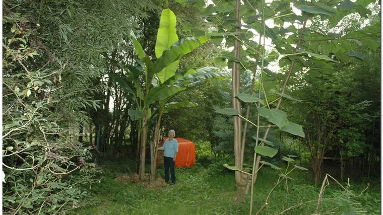 Otkriveno za&scaron;to na Sahalinu rastu divovske biljke