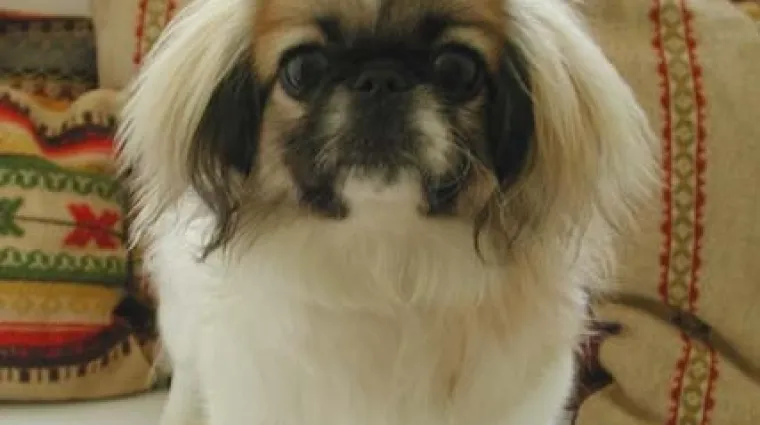 Iz Mađarske u Hrvatsku &scaron;vercali pekinezere