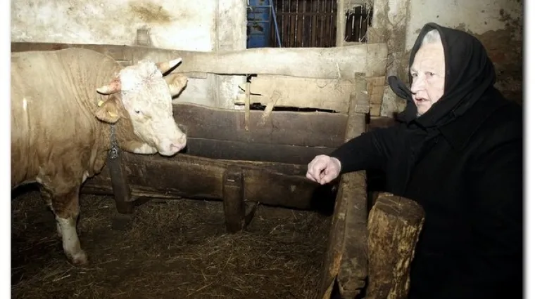 Đurđevac: Bik usmrtio vlasnika