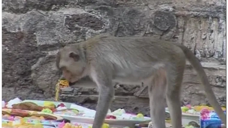 Bogata gozba za majmune