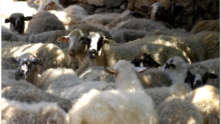 Mine raznijele stado ovaca