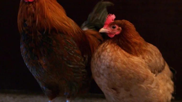 Kokain skrivao u kuhanoj koko&scaron;i