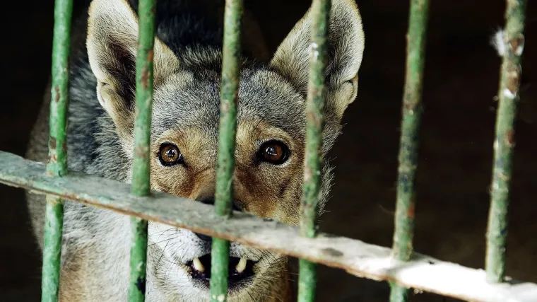 Vukovi napali stado krava, pastir ozlijeđen