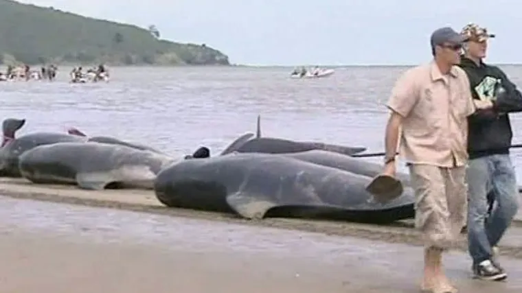 Nasukalo se gotovo 200 kitova