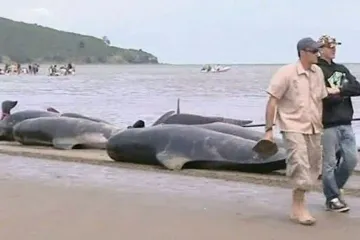 Nasukalo se gotovo 200 kitova