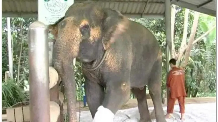 Slon zgnječio ženu i njezinu bebu