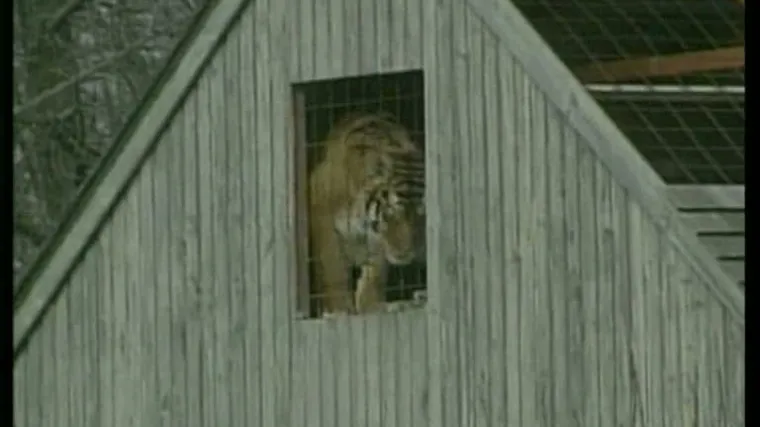 Kanađanina rastrgao njegov tigar