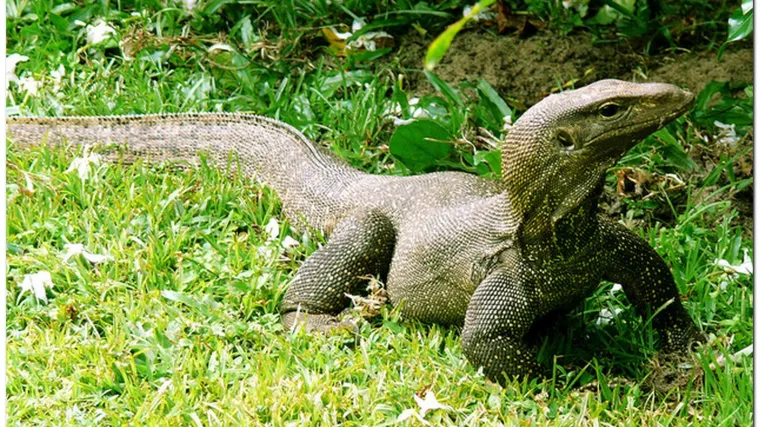 Iz lonca spa&scaron;eno 600 golemih gu&scaron;tera