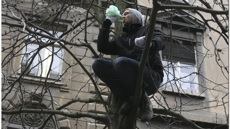 Tijelima za&scaron;titili drveće u Var&scaron;avskoj