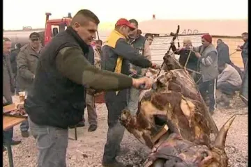 Zagvozd: Ispekli vola zbog novog tunela