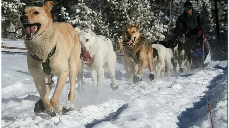 Ministri uživali na psećim zapregama